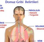 Domuz Gribi